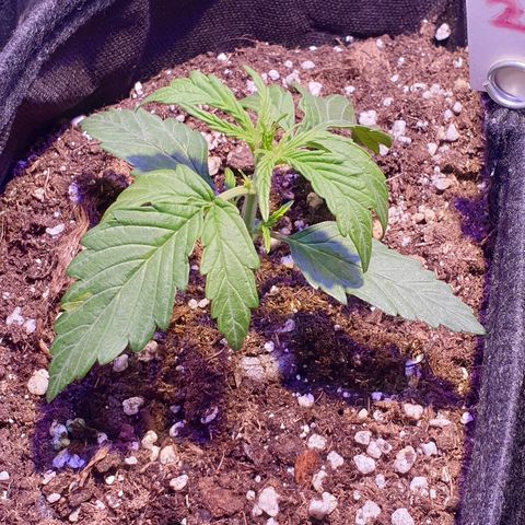 Royal Dwarf 2 growlog timeline photo