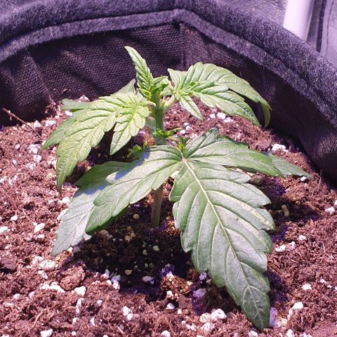Royal Dwarf 1 growlog timeline photo