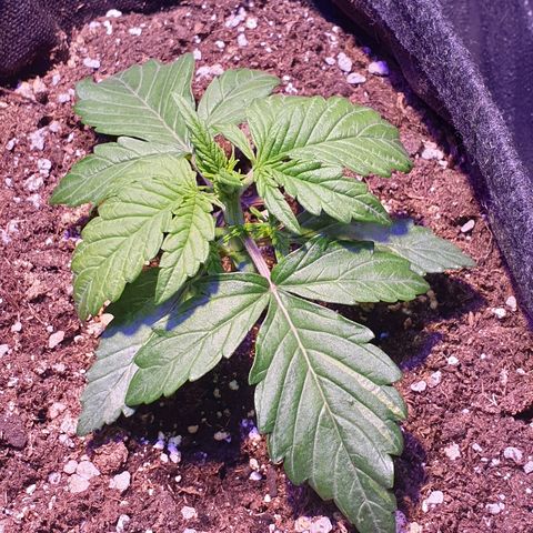 Royal Dwarf 1 growlog timeline photo