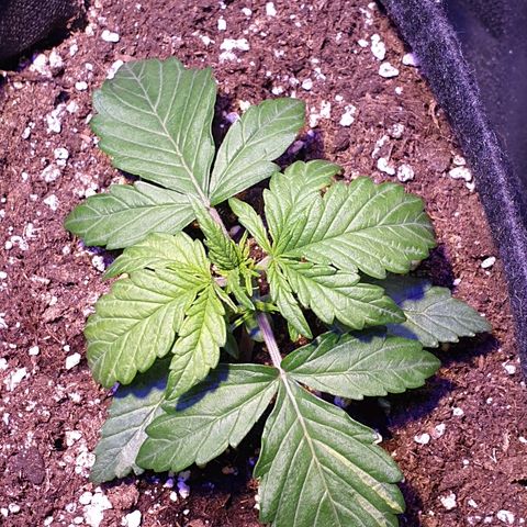 Royal Dwarf 1 growlog timeline photo