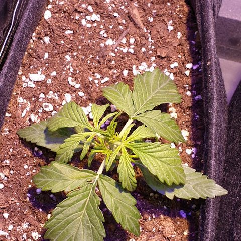 Royal Dwarf 2 growlog timeline photo