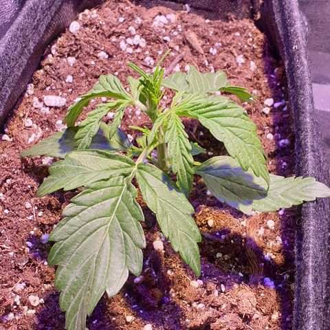 Royal Dwarf 2 growlog timeline photo