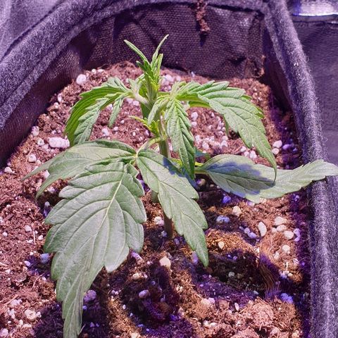 Royal Dwarf 2 growlog timeline photo
