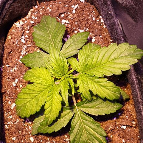 Royal Dwarf 1 growlog timeline photo