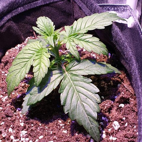 Royal Dwarf 1 growlog timeline photo