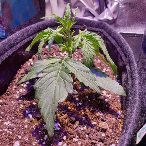 Royal Dwarf 2 growlog timeline photo