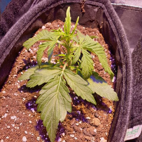 Royal Dwarf 2 growlog timeline photo