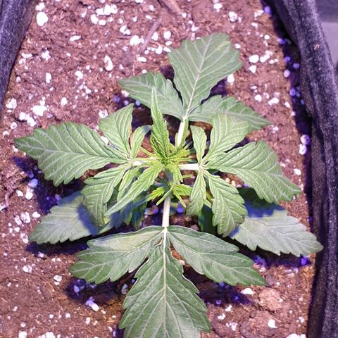 Royal Dwarf 2 growlog timeline photo
