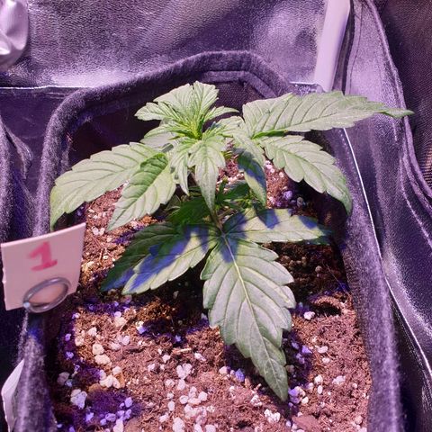 Royal Dwarf 1 growlog timeline photo