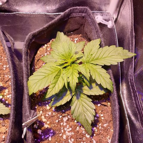 Royal Dwarf 1 growlog timeline photo