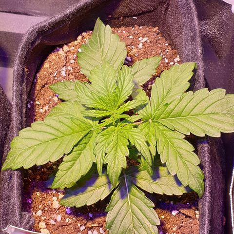 Royal Dwarf 1 growlog timeline photo