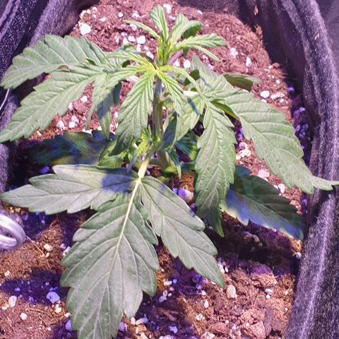 Royal Dwarf 2 growlog timeline photo