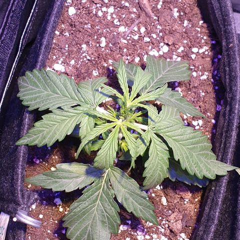 Royal Dwarf 2 growlog timeline photo