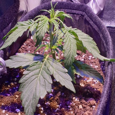 Royal Dwarf 2 growlog timeline photo