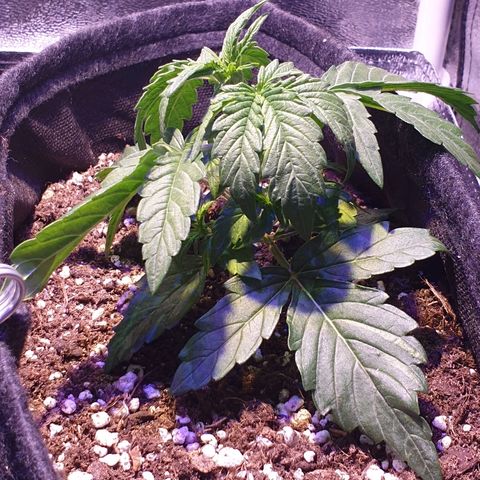 Royal Dwarf 1 growlog timeline photo