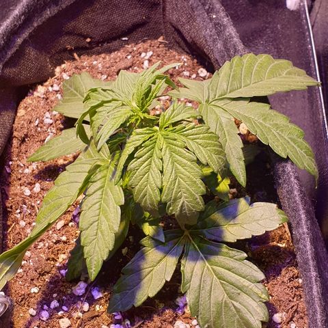 Royal Dwarf 1 growlog timeline photo