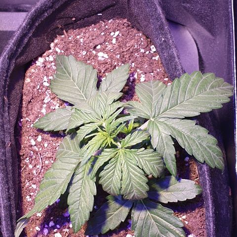 Royal Dwarf 1 growlog timeline photo