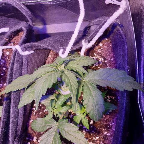 Royal Dwarf 1 growlog timeline photo