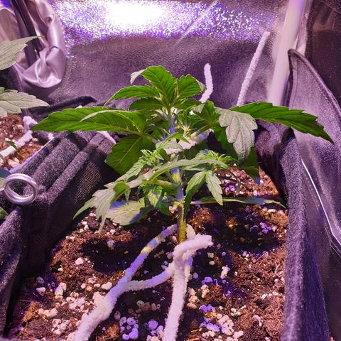 Royal Dwarf 1 growlog timeline photo