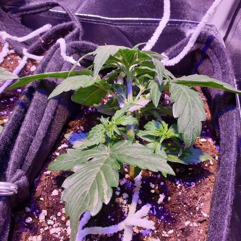 Royal Dwarf 1 growlog timeline photo