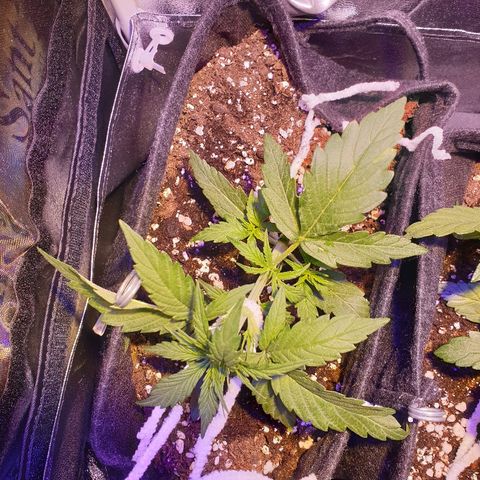 Royal Dwarf 2 growlog timeline photo
