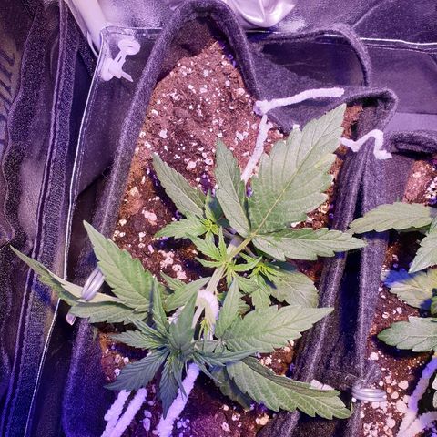 Royal Dwarf 2 growlog timeline photo