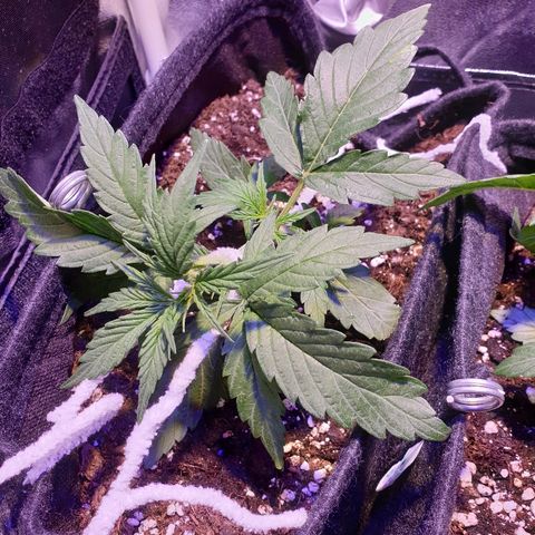 Royal Dwarf 2 growlog timeline photo