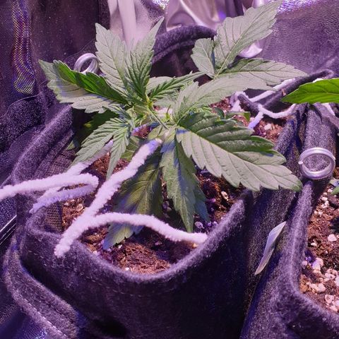 Royal Dwarf 2 growlog timeline photo