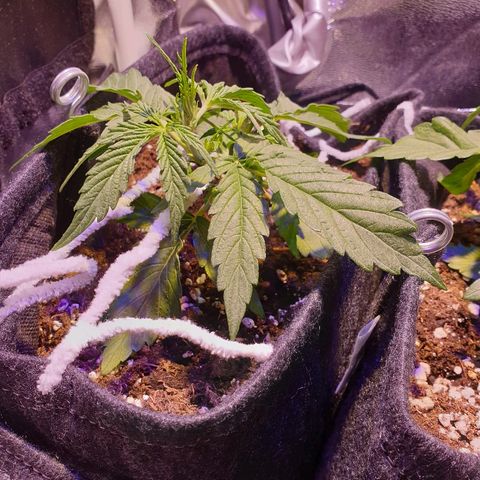 Royal Dwarf 2 growlog timeline photo