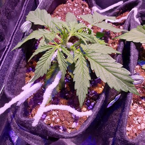 Royal Dwarf 2 growlog timeline photo