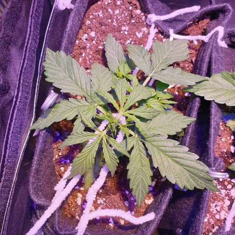 Royal Dwarf 2 growlog timeline photo