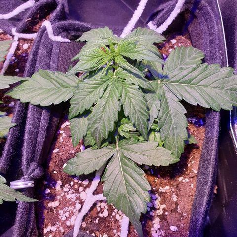 Royal Dwarf 1 growlog timeline photo