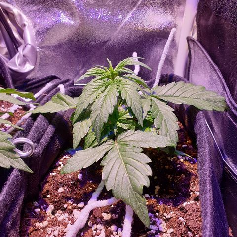 Royal Dwarf 1 growlog timeline photo