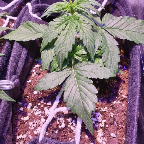 Royal Dwarf 1 growlog timeline photo
