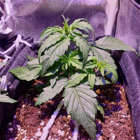 Royal Dwarf 1 growlog timeline photo