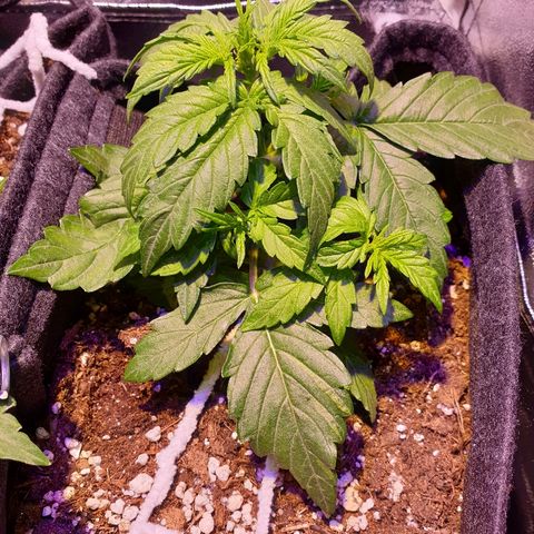 Royal Dwarf 1 growlog timeline photo