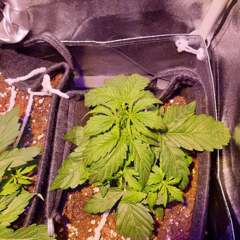 Royal Dwarf 1 growlog timeline photo