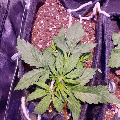 Royal Dwarf 2 growlog timeline photo