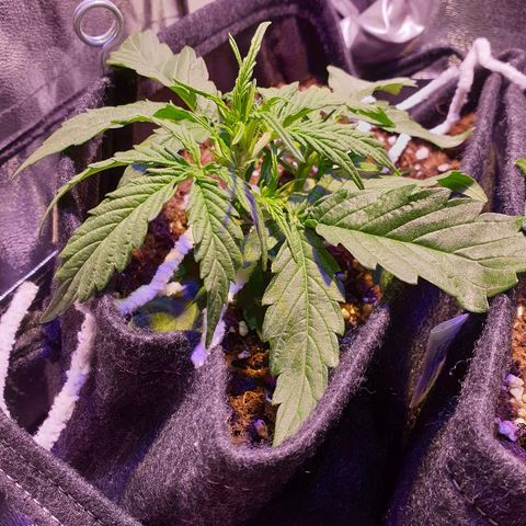 Royal Dwarf 2 growlog timeline photo