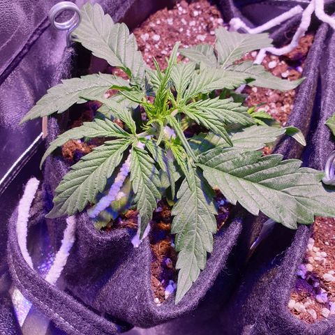 Royal Dwarf 2 growlog timeline photo