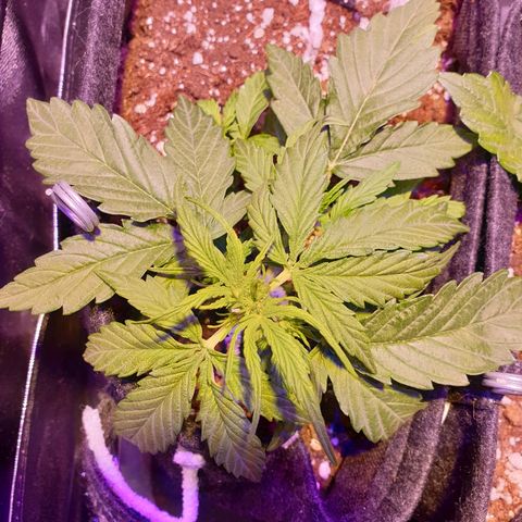 Royal Dwarf 2 growlog timeline photo