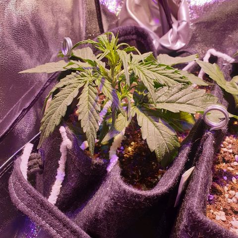 Royal Dwarf 2 growlog timeline photo