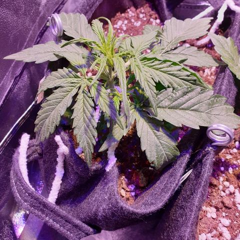 Royal Dwarf 2 growlog timeline photo