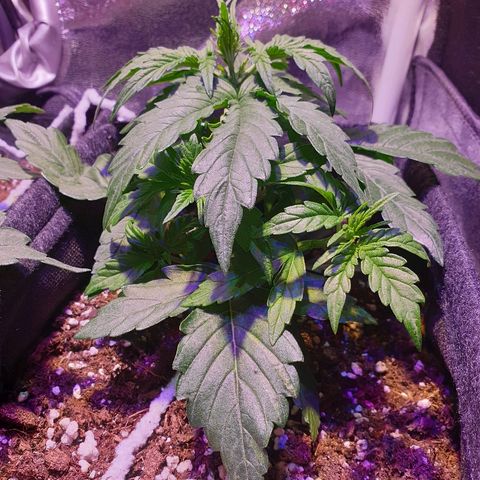 Royal Dwarf 1 growlog timeline photo
