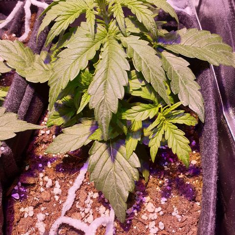Royal Dwarf 1 growlog timeline photo