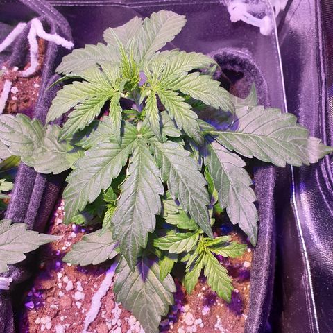 Royal Dwarf 1 growlog timeline photo