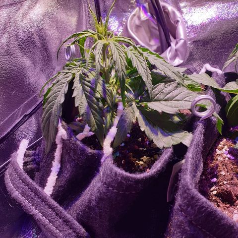 Royal Dwarf 2 growlog timeline photo