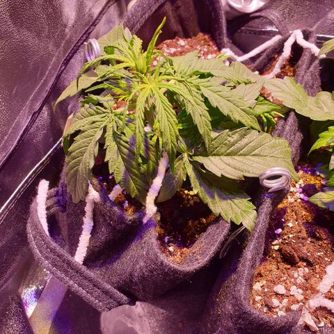 Royal Dwarf 2 growlog timeline photo