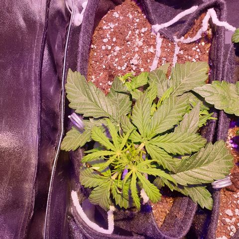 Royal Dwarf 2 growlog timeline photo