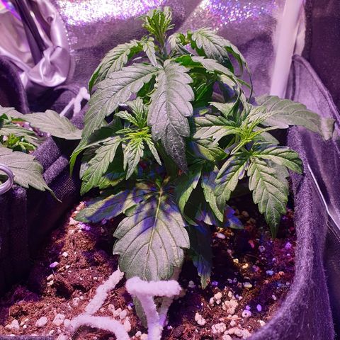 Royal Dwarf 1 growlog timeline photo